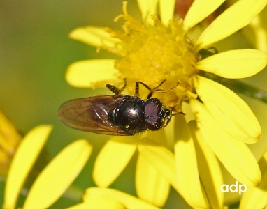 Cheilosia proxima, hoverfly, summer male, Alan Prowse